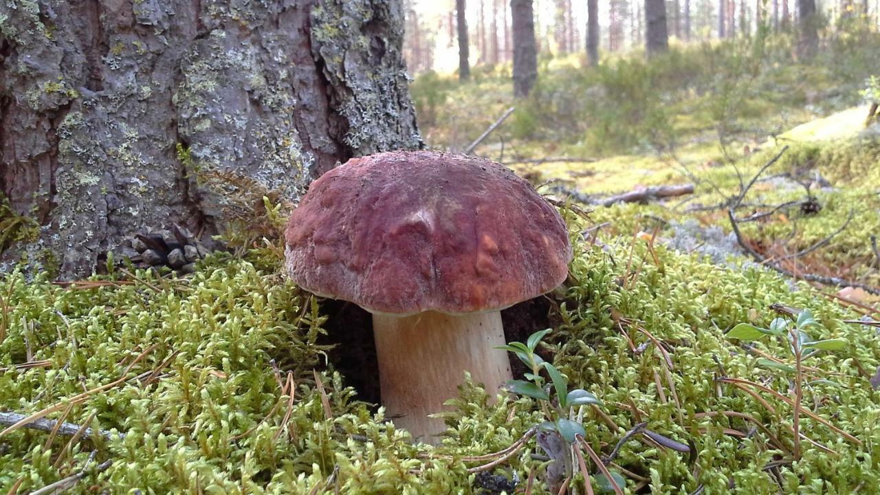 Valteri Villa Enonkoski ภายนอก รูปภาพ